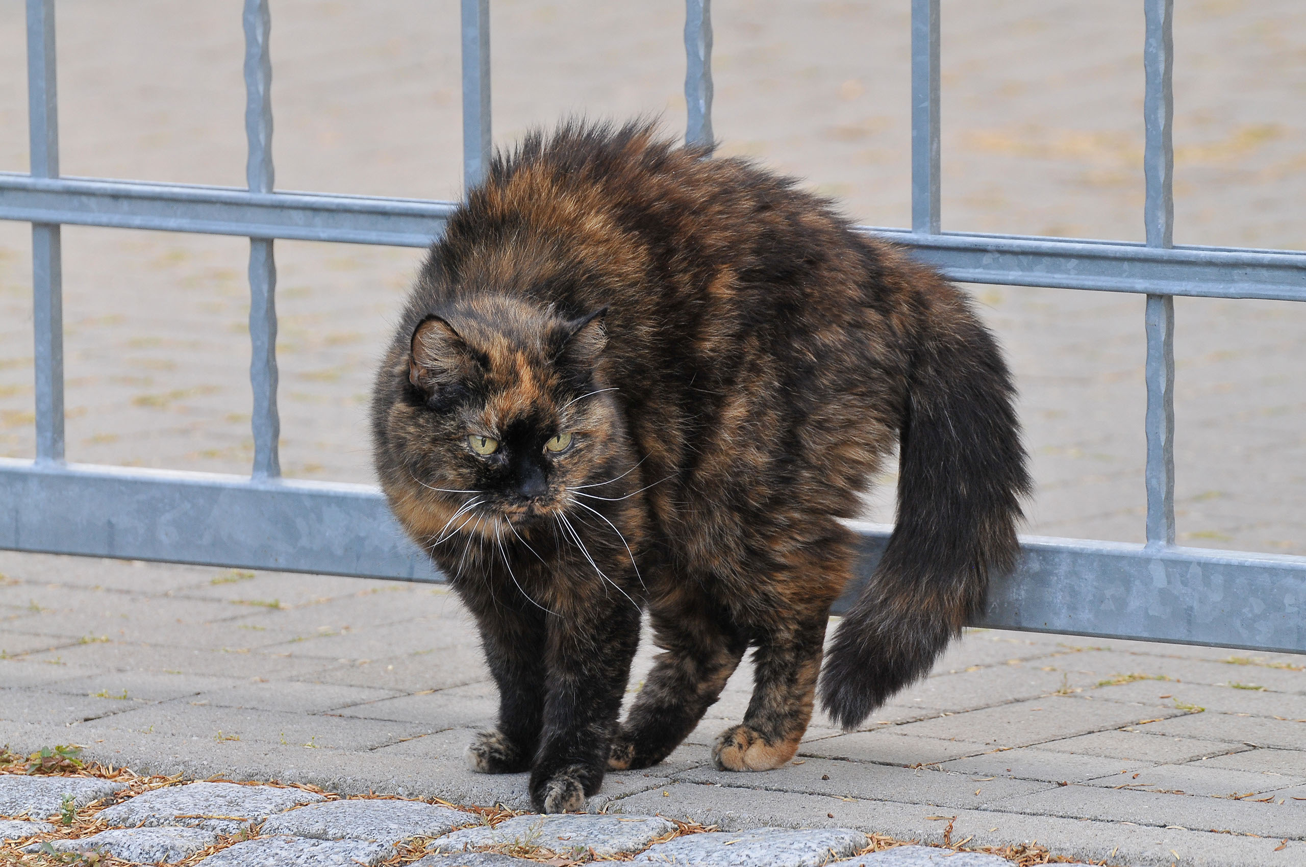 Katze in Ballenstedt